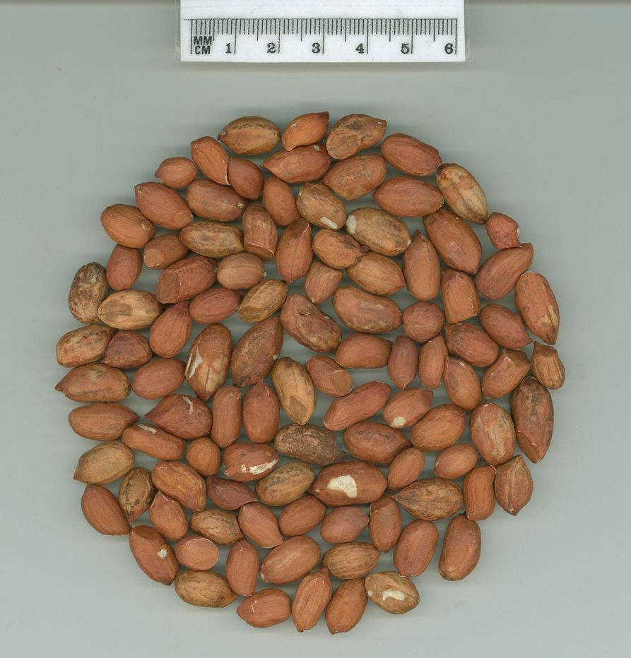 Click for 1 image(s) for this accession. SEED