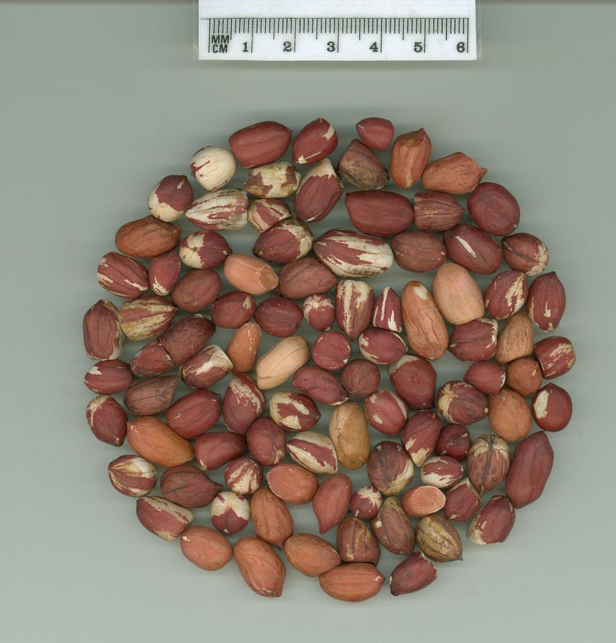Click for 1 image(s) for this accession. SEED