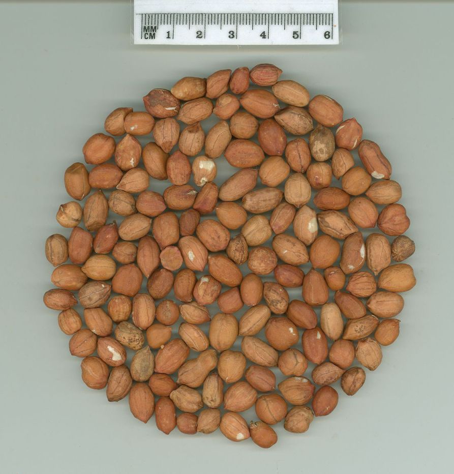 Click for 1 image(s) for this accession. SEED