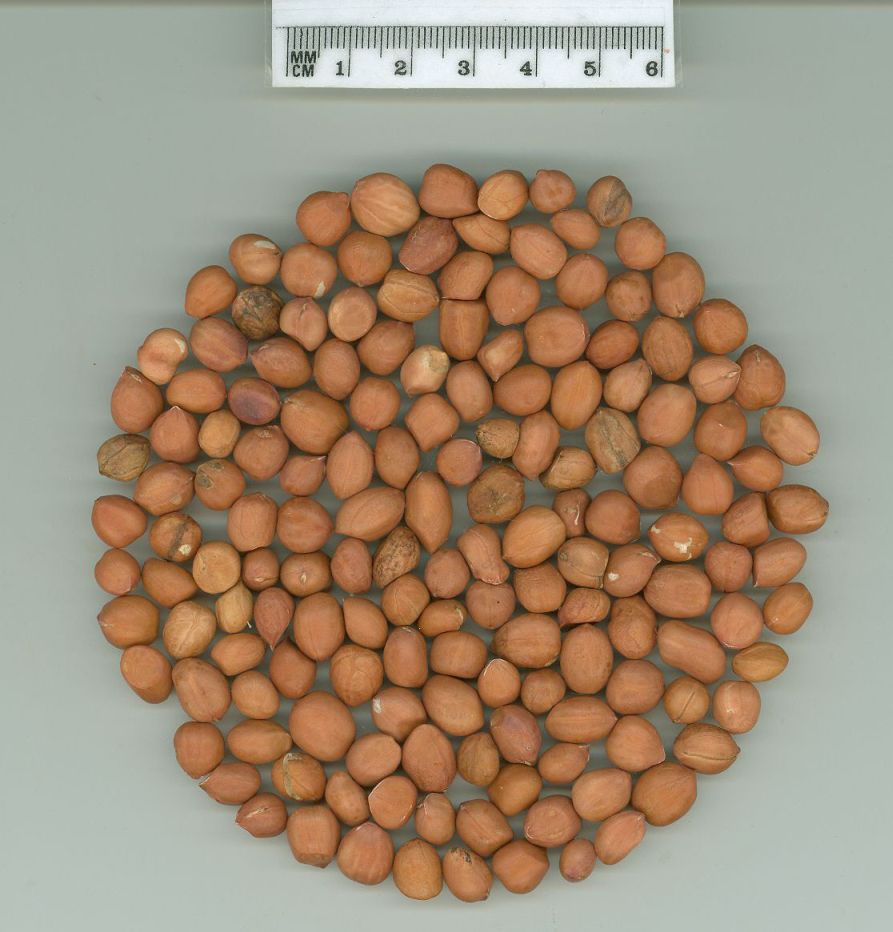 Click for 1 image(s) for this accession. SEED