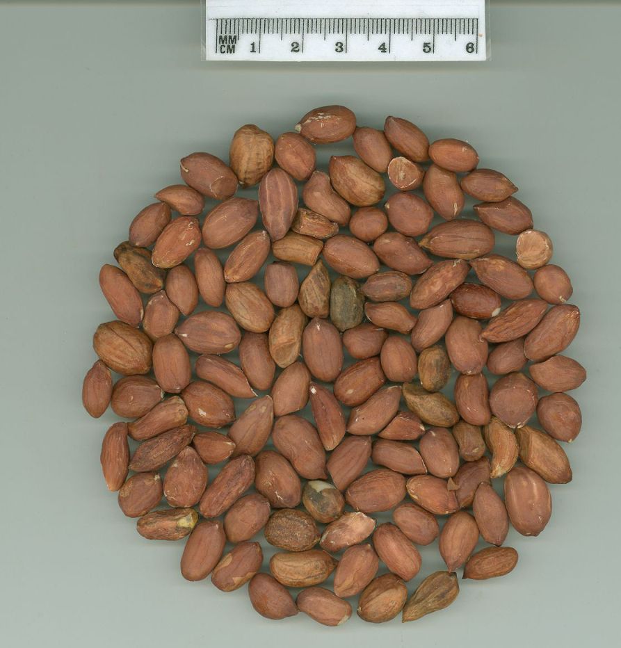 Click for 1 image(s) for this accession. SEED
