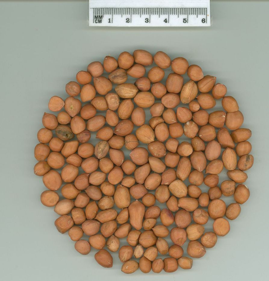 Click for 1 image(s) for this accession. SEED
