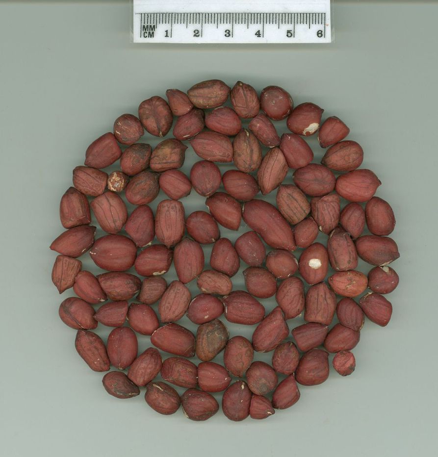 Click for 1 image(s) for this accession. SEED