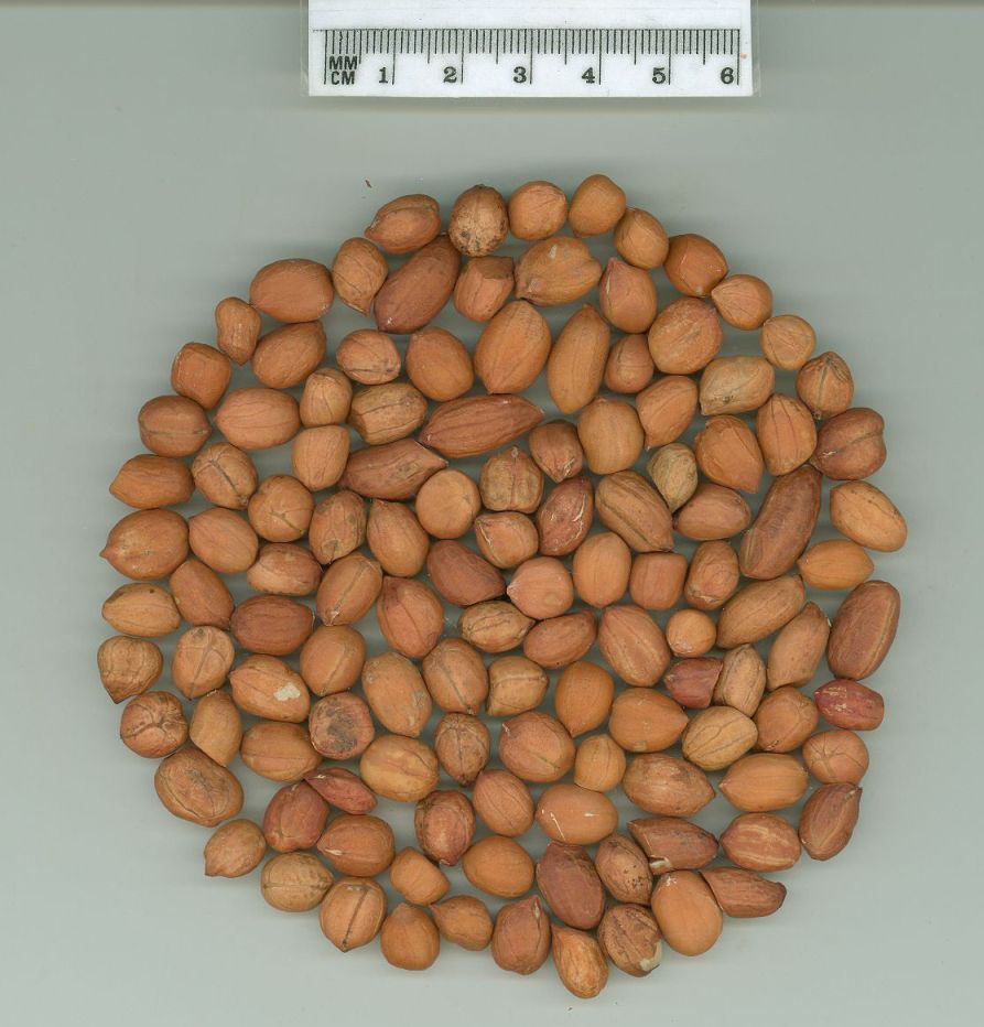 Click for 1 image(s) for this accession. SEED