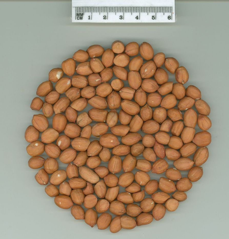 Click for 1 image(s) for this accession. SEED