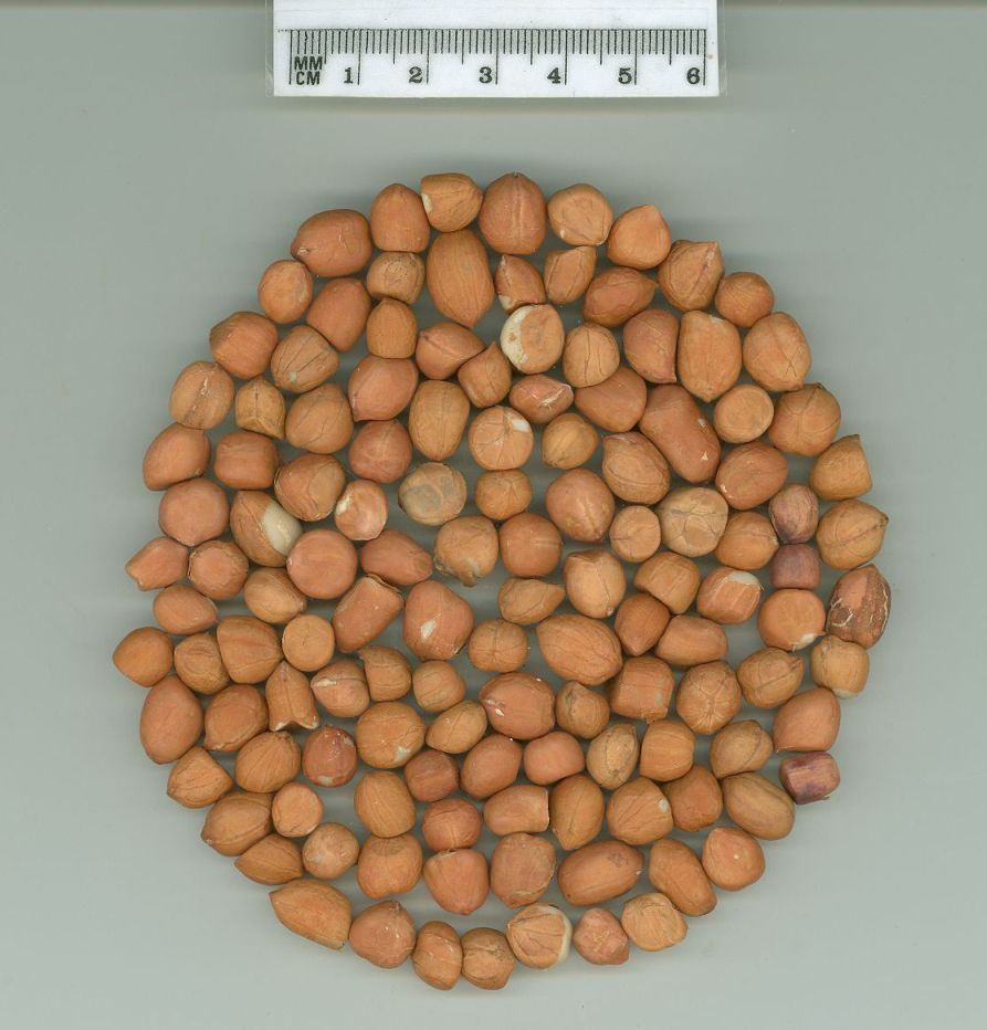 Click for 1 image(s) for this accession. SEED