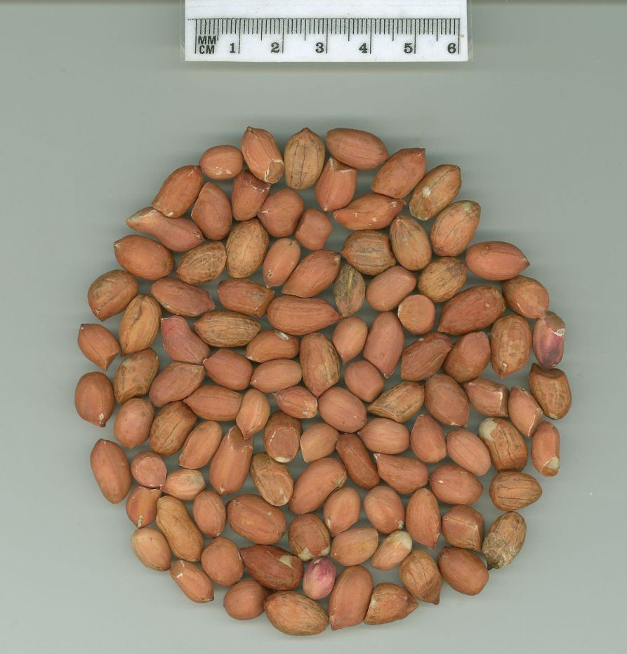Click for 1 image(s) for this accession. SEED