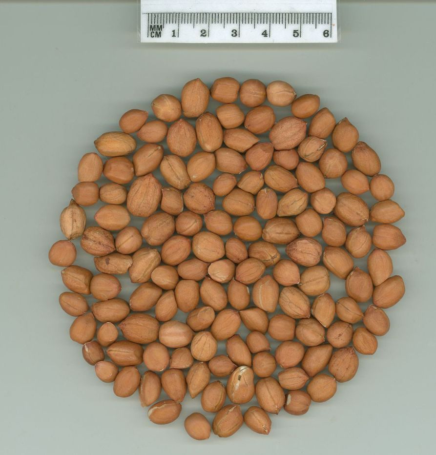 Click for 1 image(s) for this accession. SEED