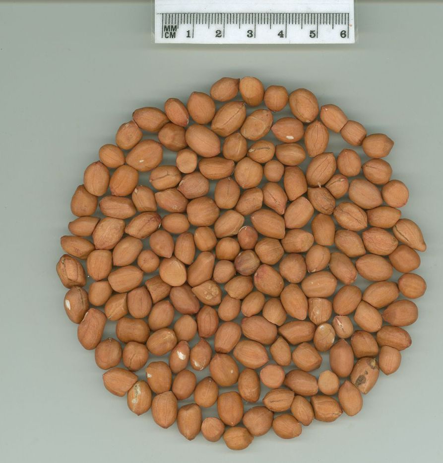 Click for 1 image(s) for this accession. SEED