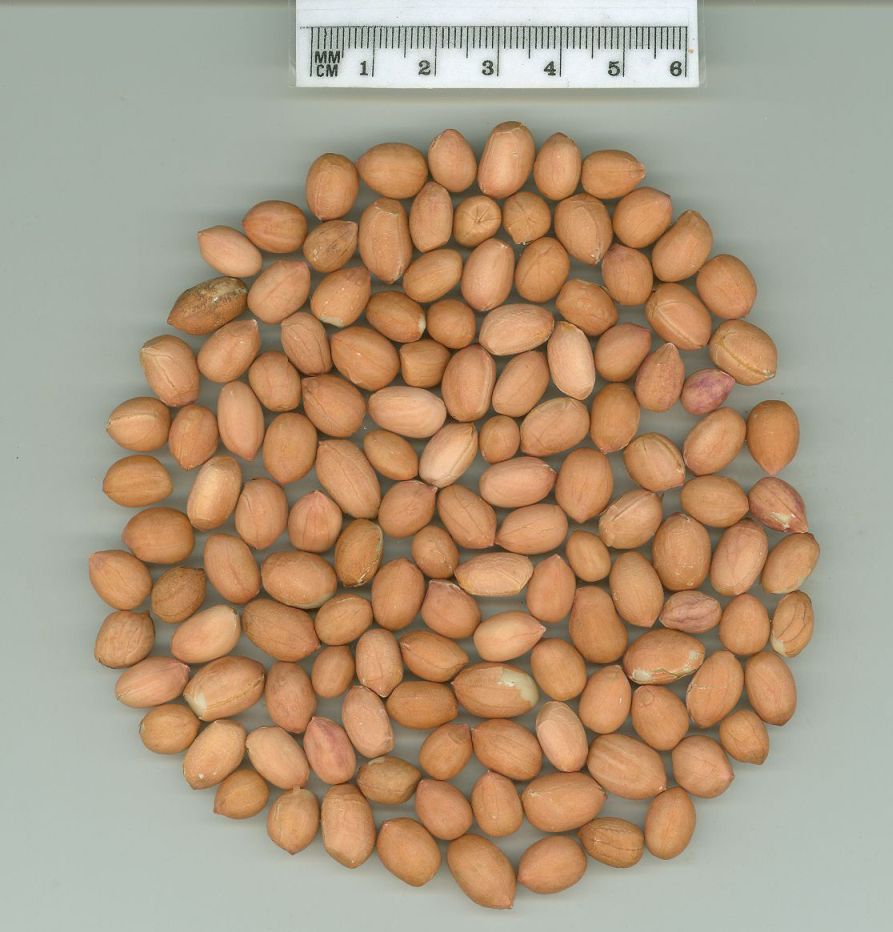 Click for 1 image(s) for this accession. SEED