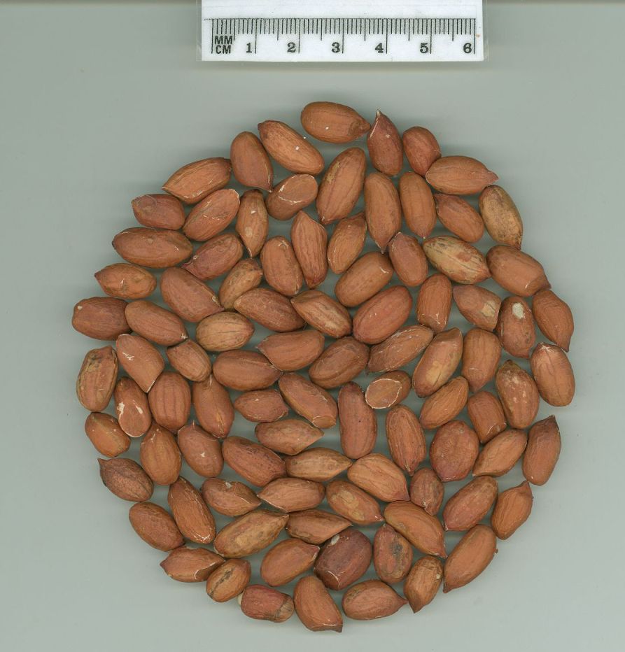 Click for 1 image(s) for this accession. SEED