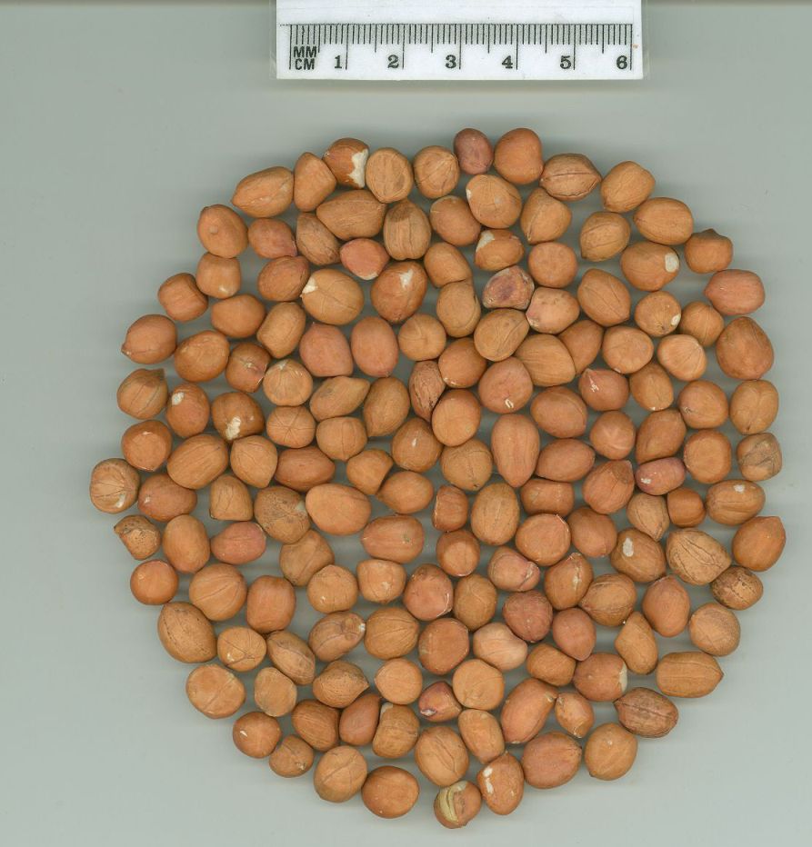 Click for 1 image(s) for this accession. SEED