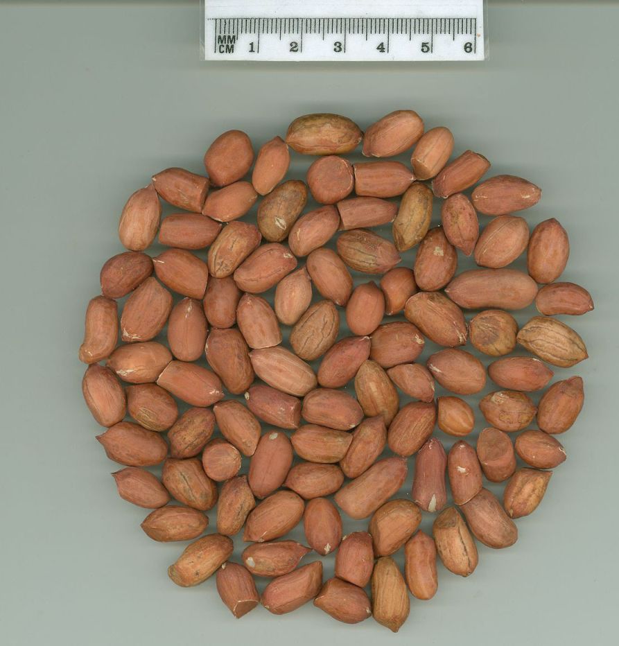 Click for 1 image(s) for this accession. SEED