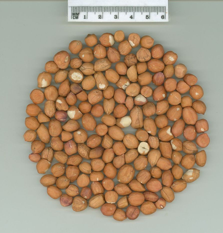 Click for 1 image(s) for this accession. SEED