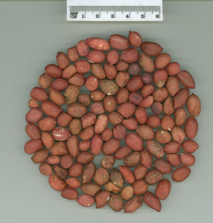 Click for 1 image(s) for this accession. SEED