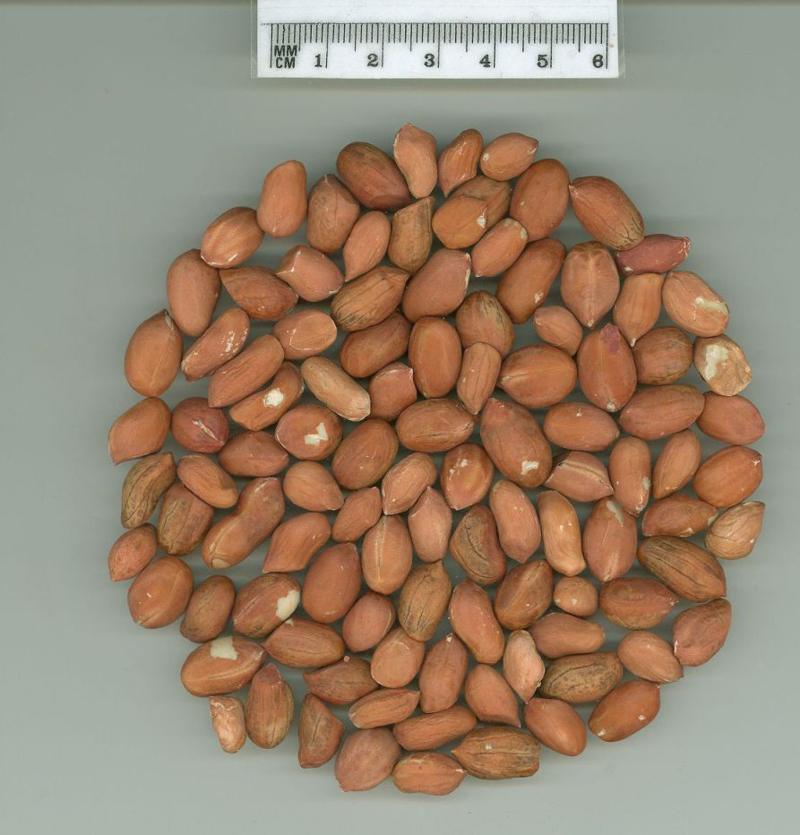 Click for 1 image(s) for this accession. SEED