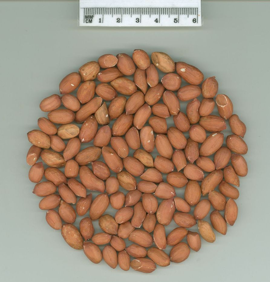 Click for 1 image(s) for this accession. SEED