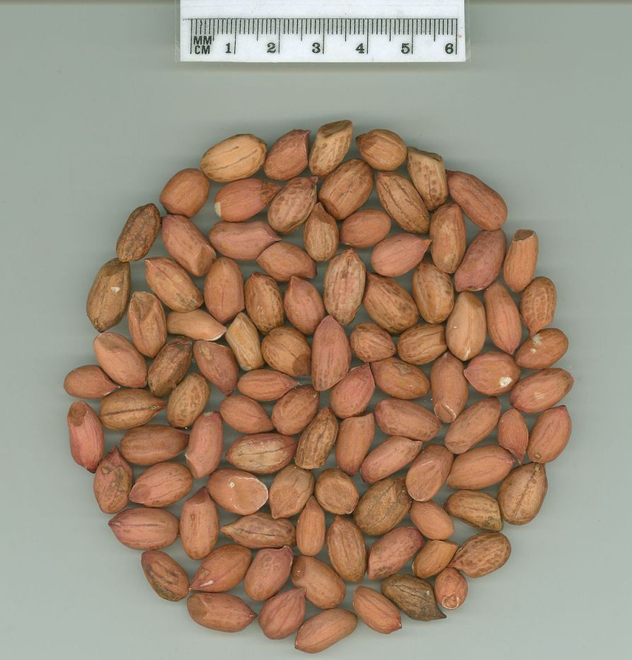 Click for 1 image(s) for this accession. SEED