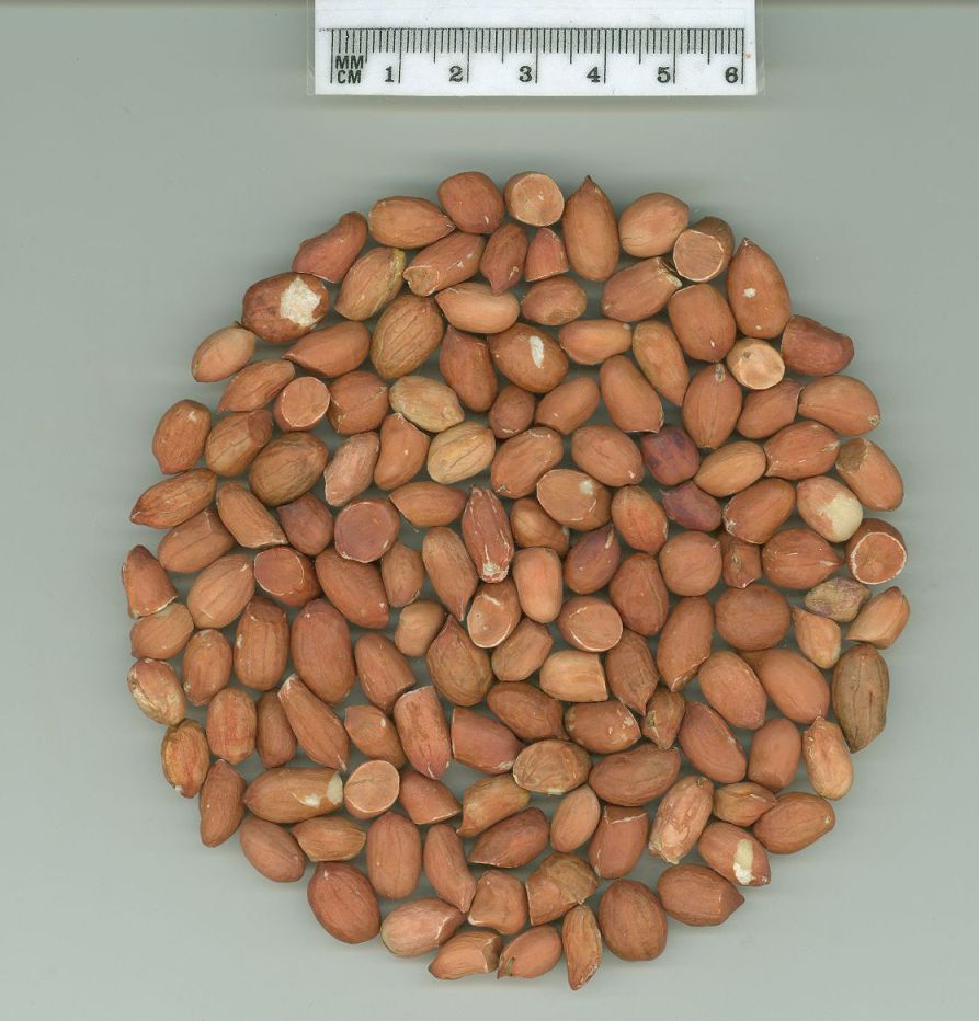 Click for 1 image(s) for this accession. SEED