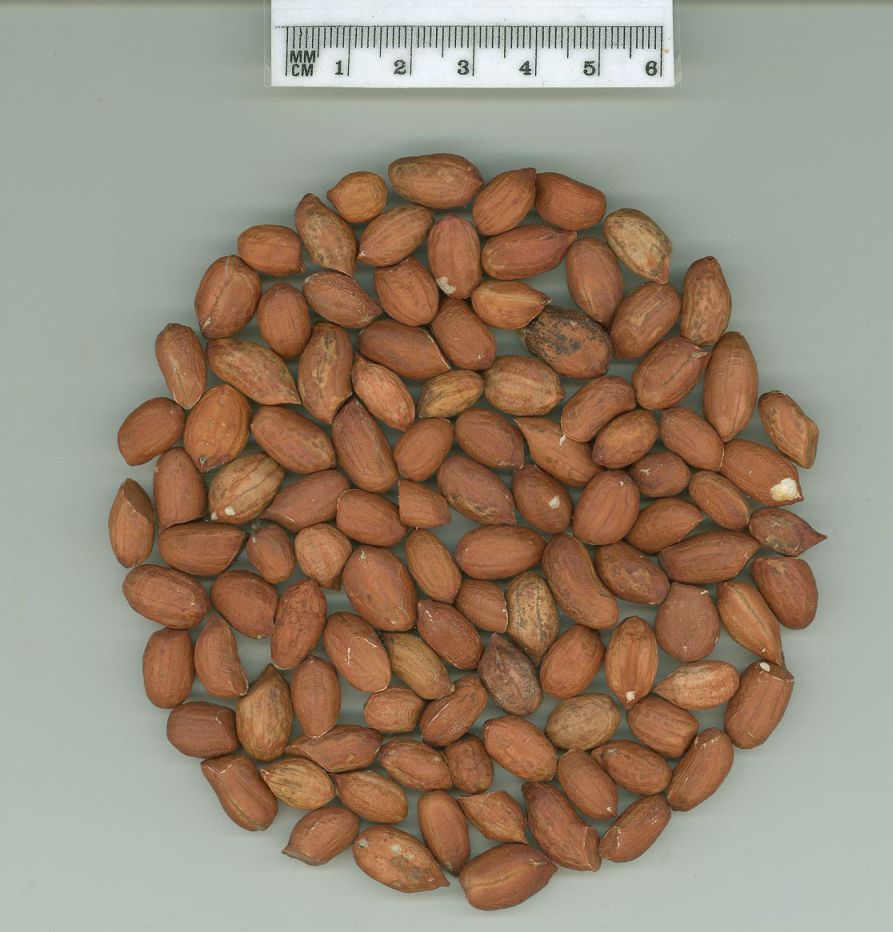 Click for 1 image(s) for this accession. SEED