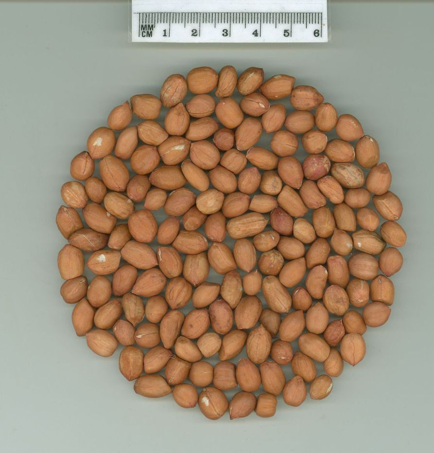 Click for 1 image(s) for this accession. SEED