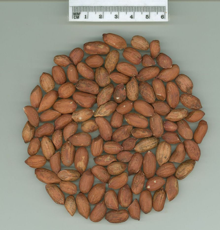 Click for 1 image(s) for this accession. SEED