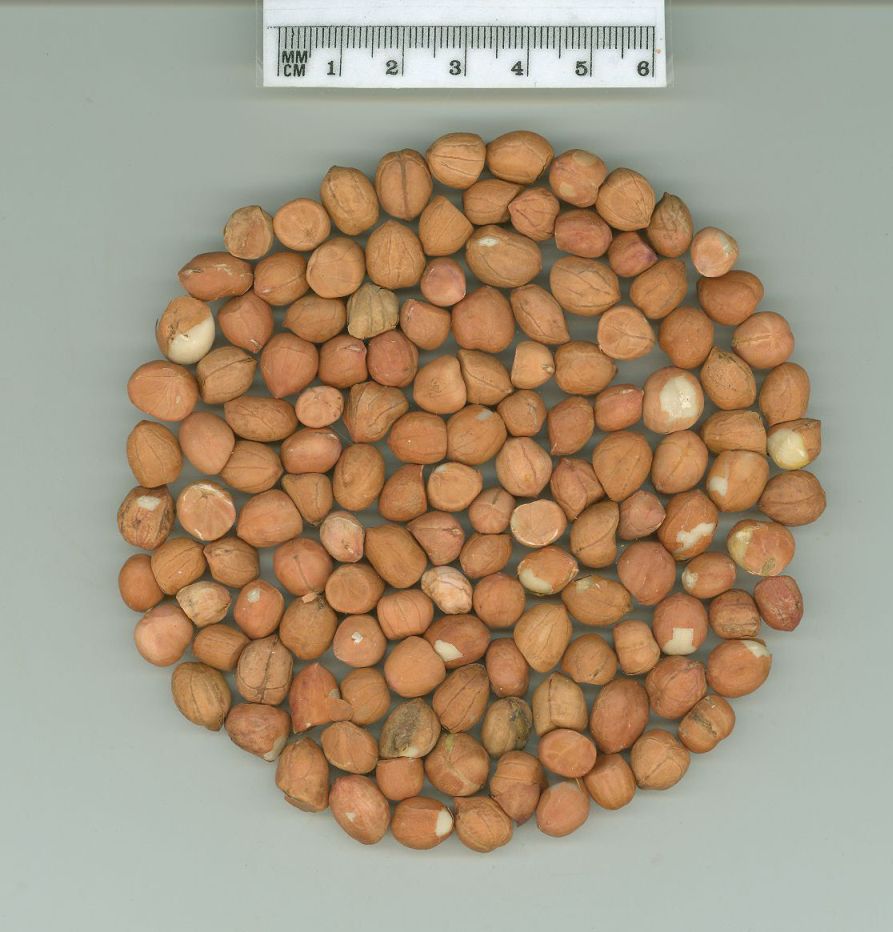 Click for 1 image(s) for this accession. SEED