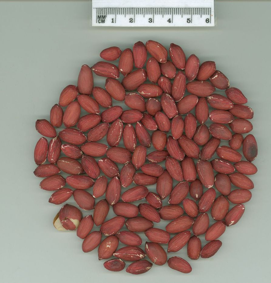 Click for 1 image(s) for this accession. SEED