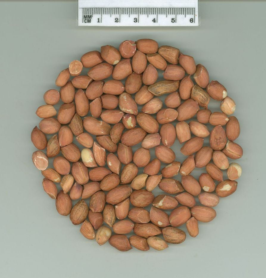 Click for 1 image(s) for this accession. SEED