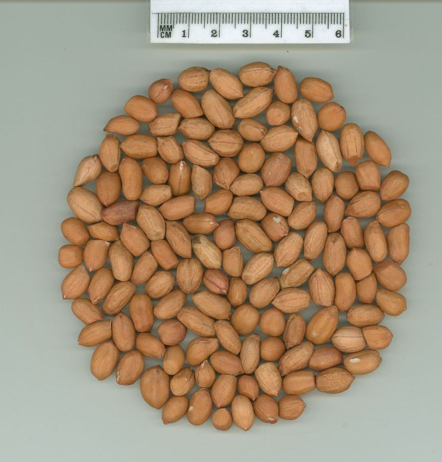 Click for 1 image(s) for this accession. SEED