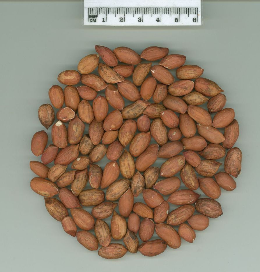 Click for 1 image(s) for this accession. SEED