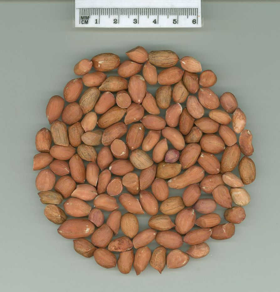 Click for 1 image(s) for this accession. SEED
