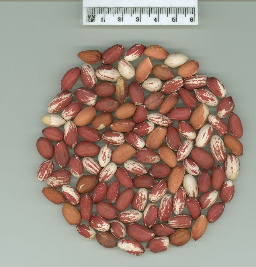 Click for 1 image(s) for this accession. SEED