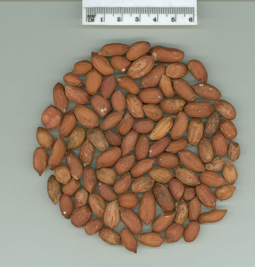 Click for 1 image(s) for this accession. SEED