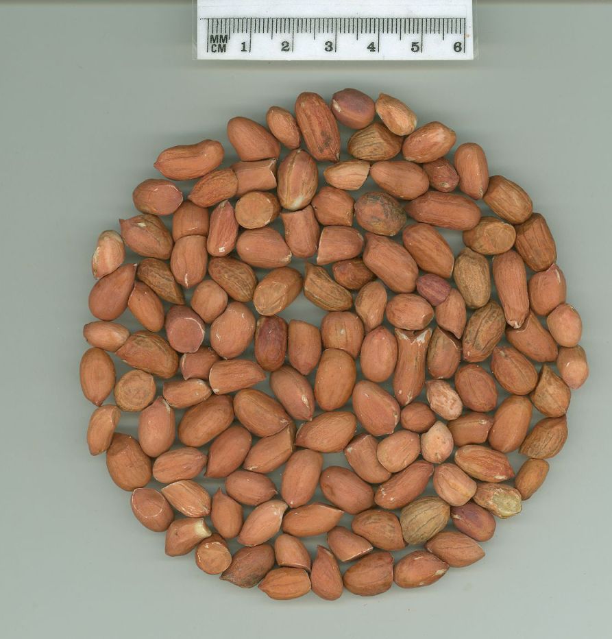 Click for 1 image(s) for this accession. SEED
