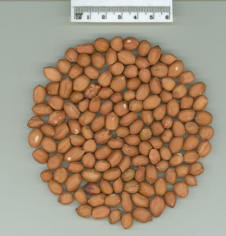 Click for 1 image(s) for this accession. SEED