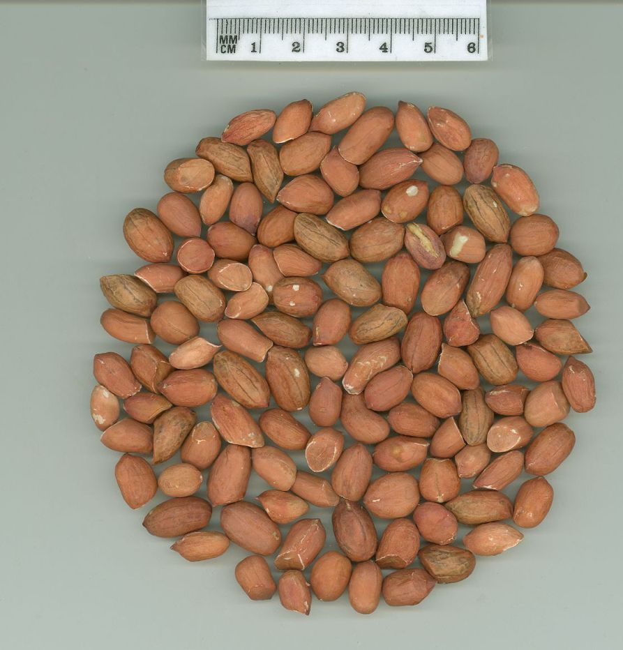 Click for 1 image(s) for this accession. SEED