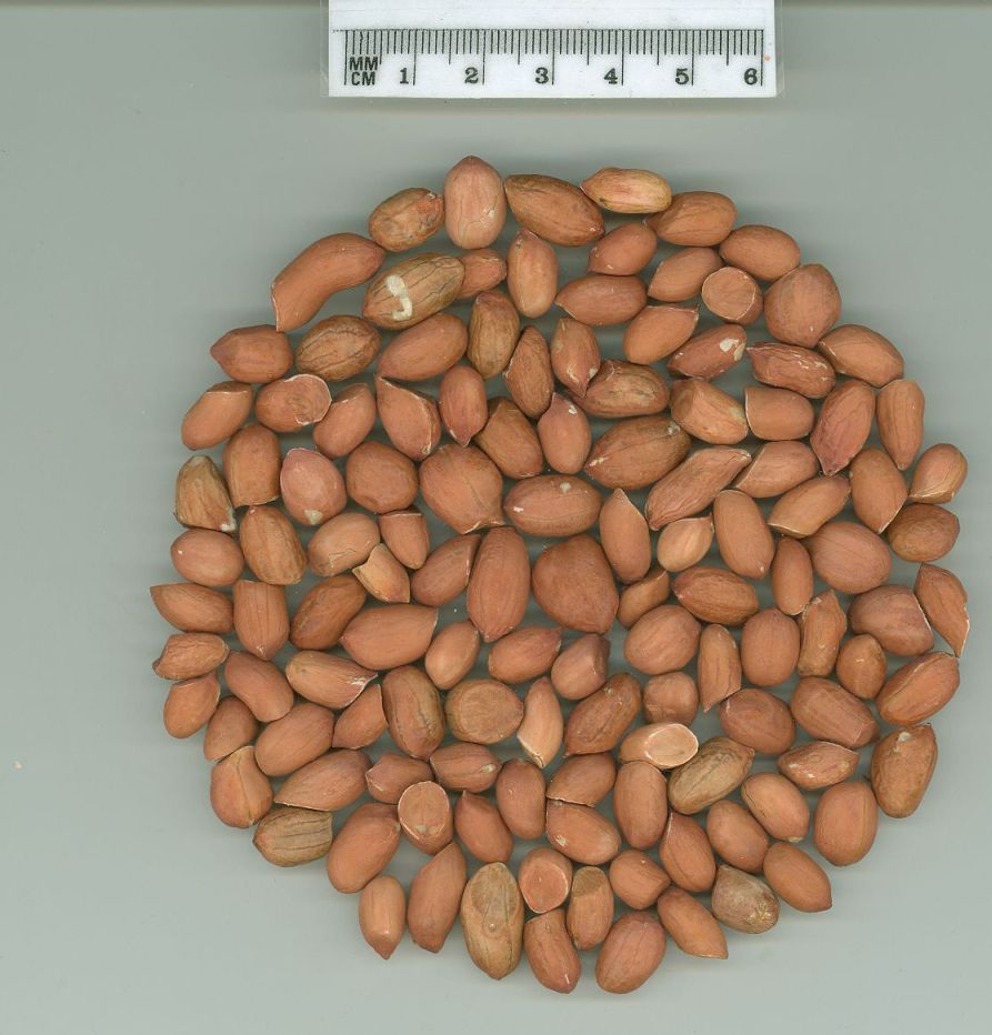 Click for 1 image(s) for this accession. SEED
