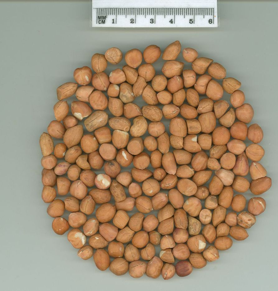 Click for 1 image(s) for this accession. SEED