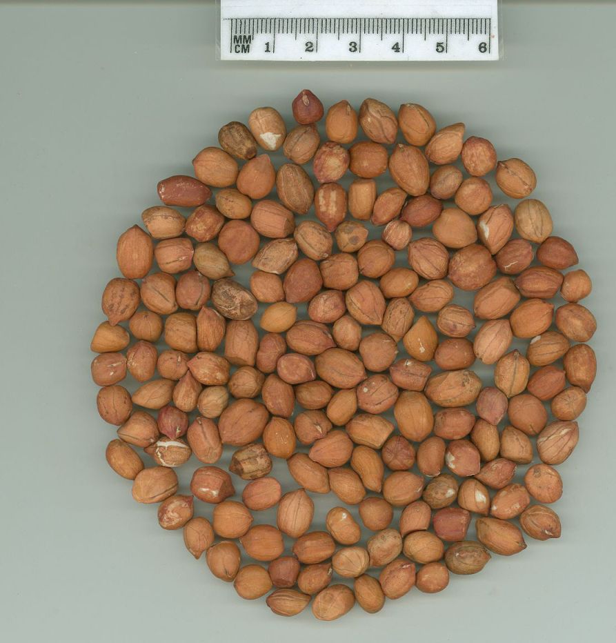 Click for 1 image(s) for this accession. SEED