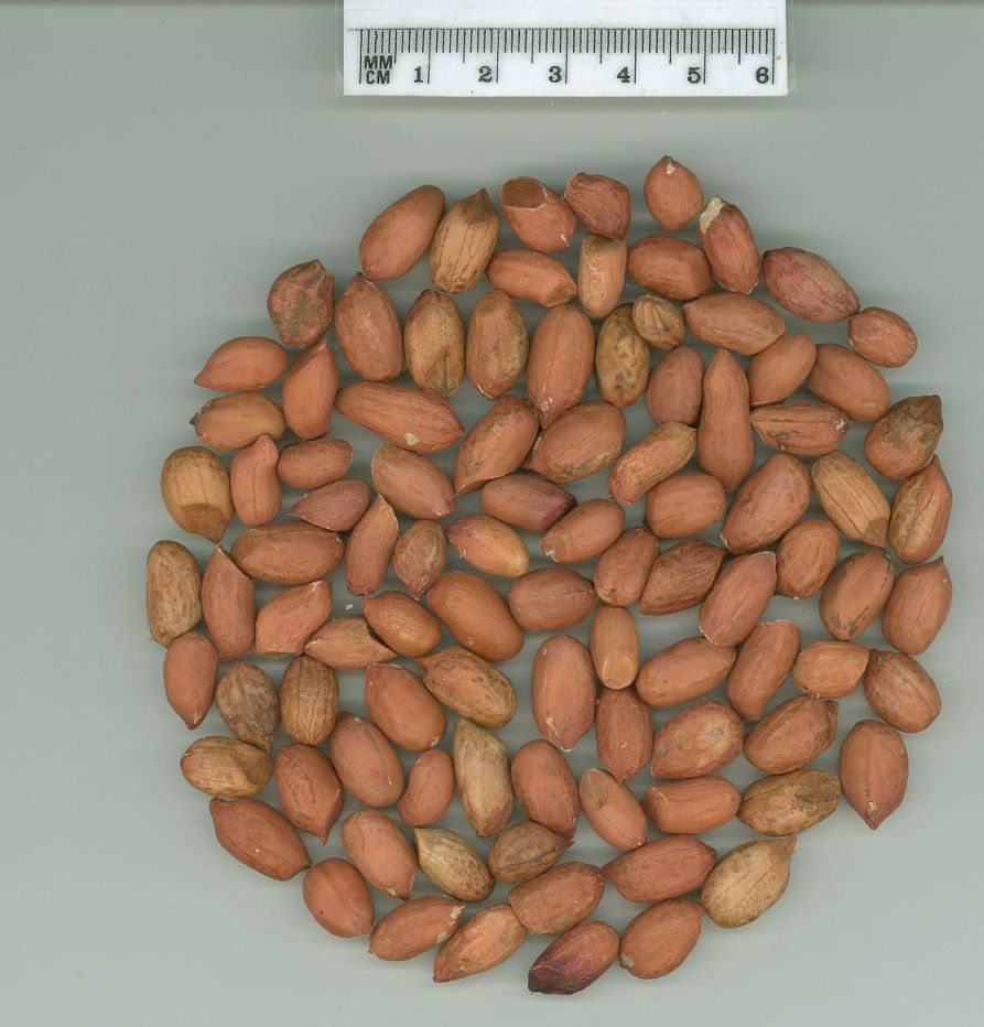 Click for 1 image(s) for this accession. SEED