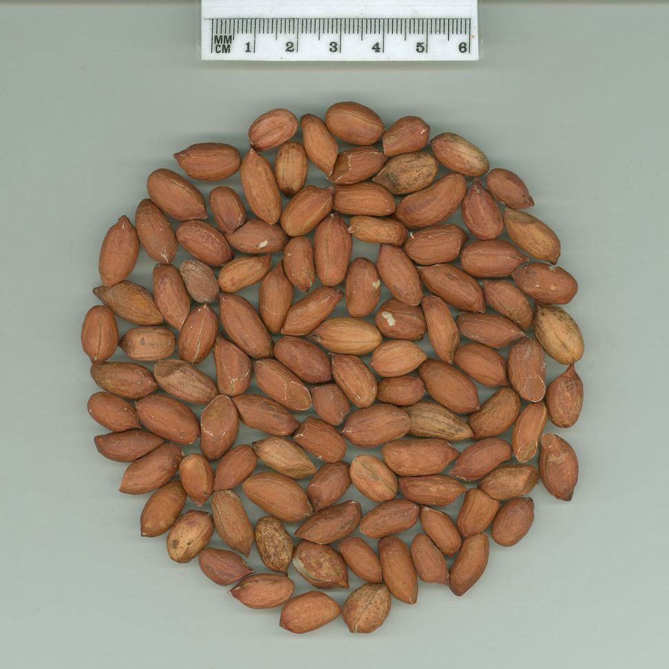 Click for 1 image(s) for this accession. SEED