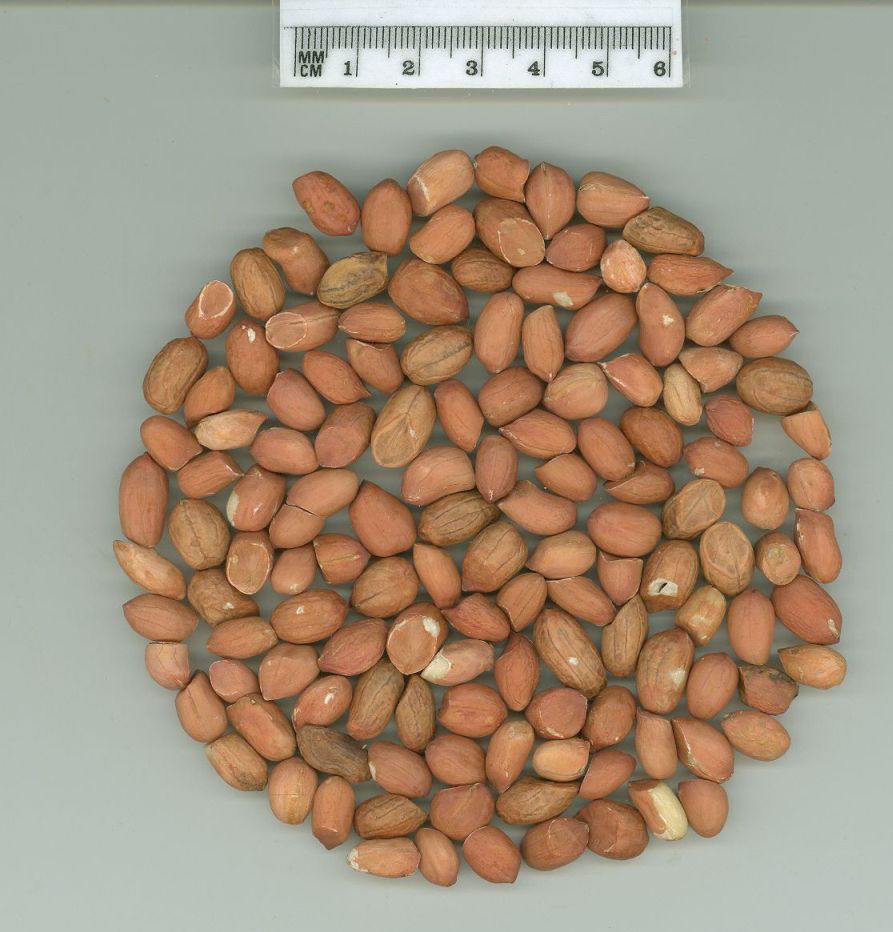 Click for 1 image(s) for this accession. SEED