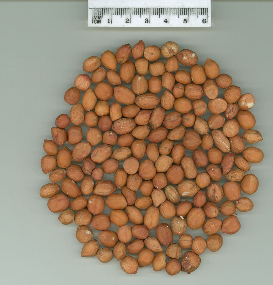 Click for 1 image(s) for this accession. SEED