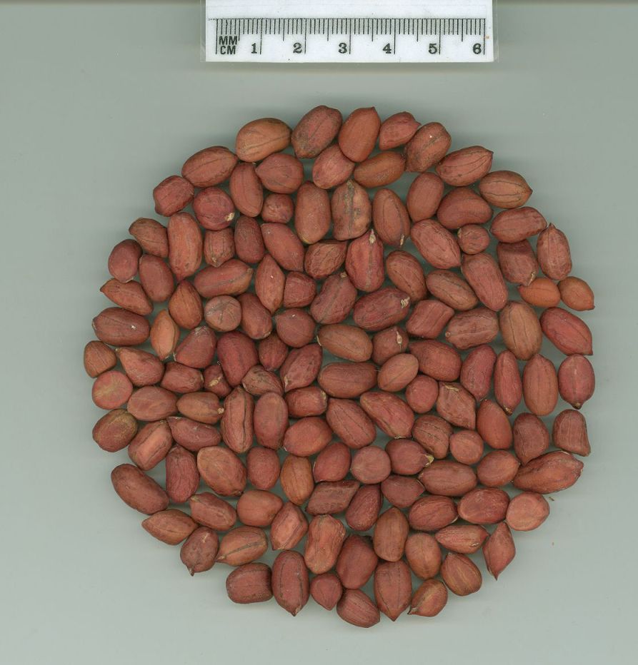 Click for 1 image(s) for this accession. SEED