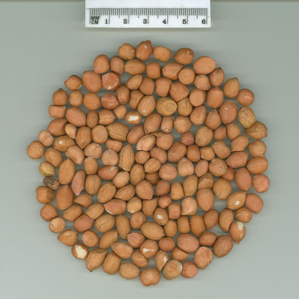 Click for 1 image(s) for this accession. SEED