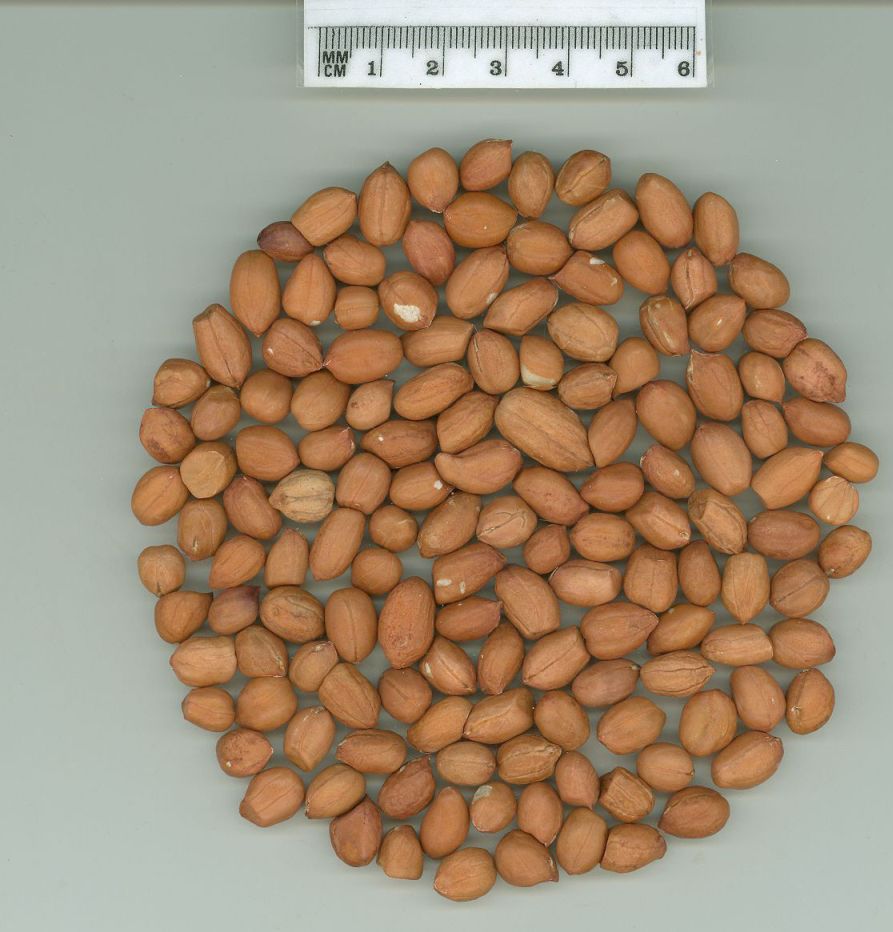 Click for 1 image(s) for this accession. SEED