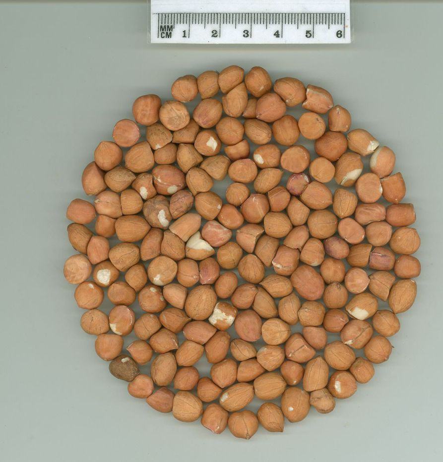 Click for 1 image(s) for this accession. SEED