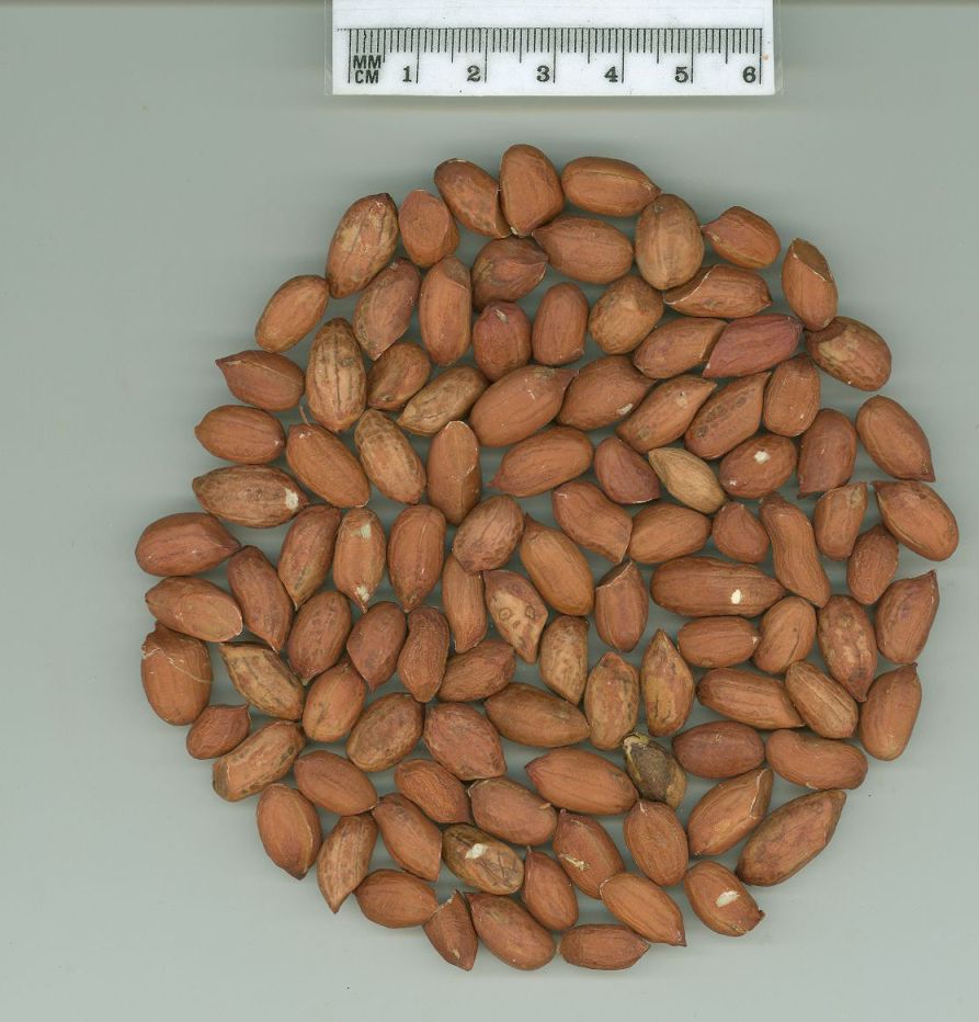 Click for 1 image(s) for this accession. SEED