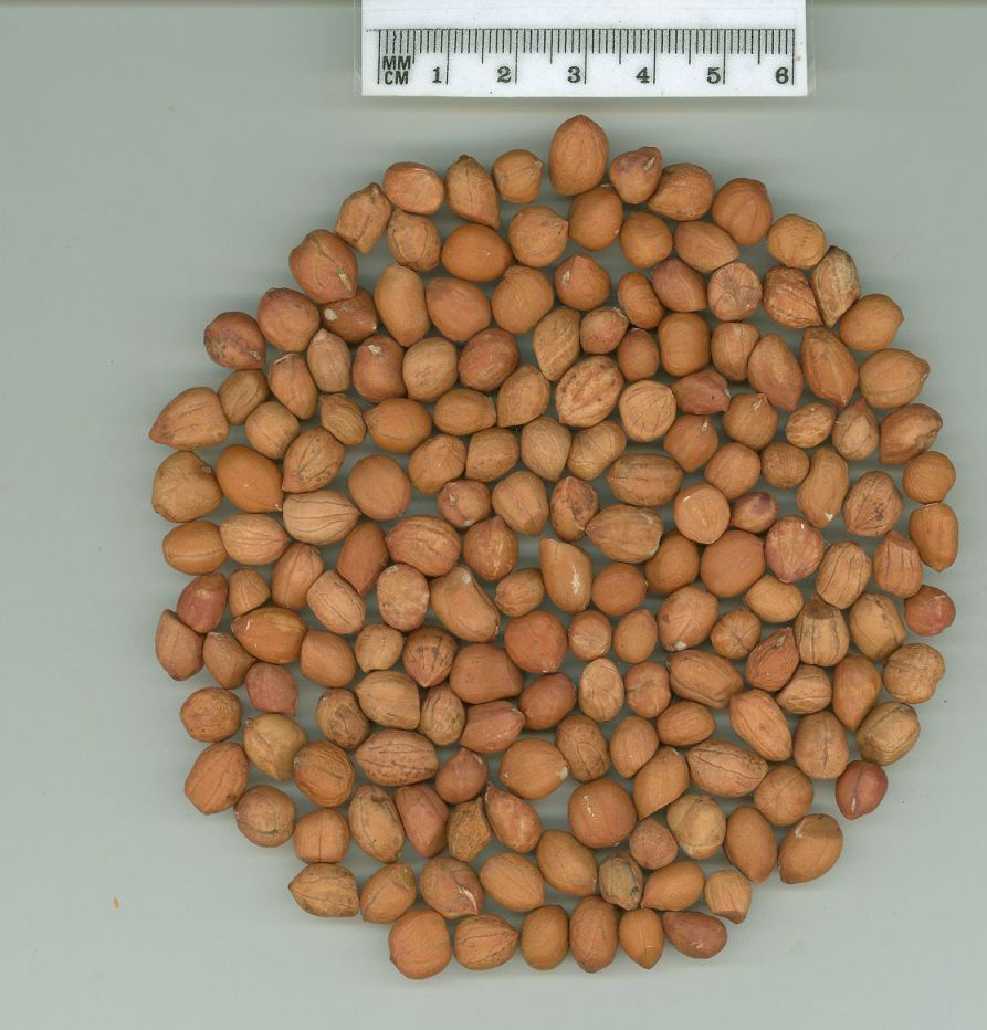 Click for 1 image(s) for this accession. SEED